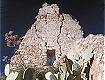 Dal sito www.castelli-sicilia.com