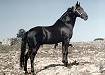 Stallone Principe (foto M. Aurigi). Tutti gli stalloni delle foto successive, ridotte o intere sulle due pagine, tranne Ulisse, facevano parte del gruppo di 10 soggetti che sono stati esibiti nello spettacolo serale della Fiera Cavalli di Verona nel 1990